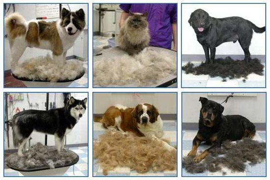 dog hair shedding